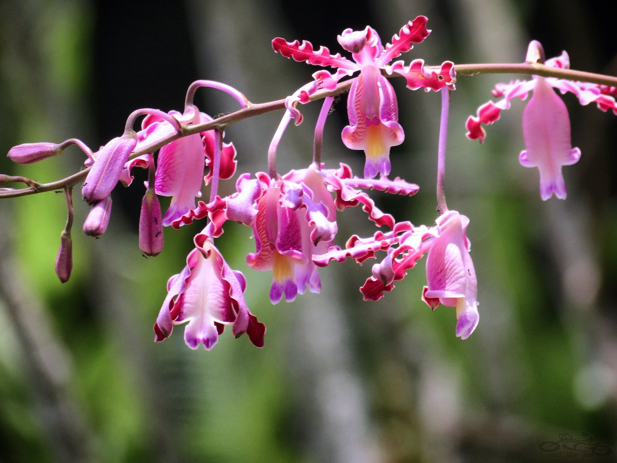 Myrmecophila grandiflora